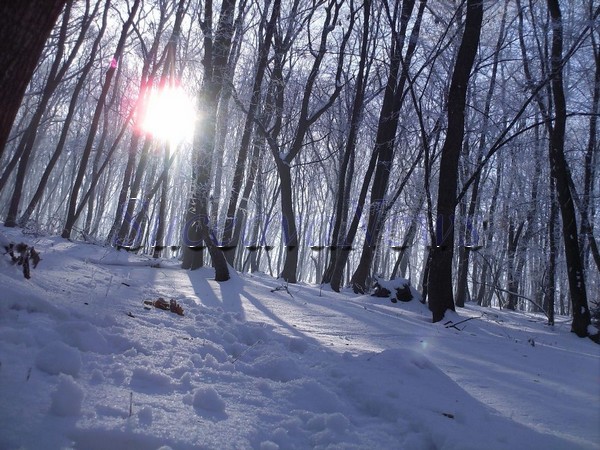 Romsilva păstrează în proprietatea statului încă 166.813 ha de pădure