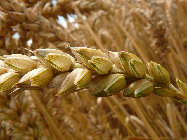 Cumpărătorii de grâu își extind producția proprie