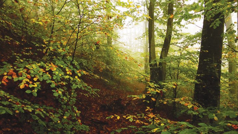Păduri virgine în România