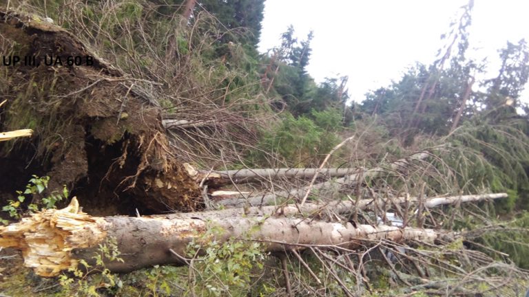 Silvicultorii, în luptă cu  fenomenele extreme