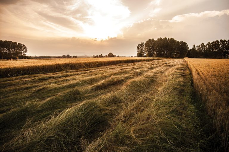 CE și mai ales CÂT ne bagă  agricultura în pungă?