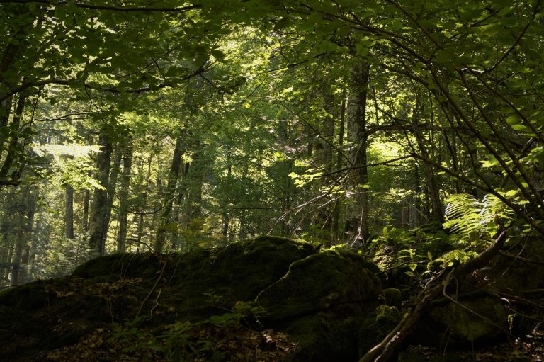Management forestier în sistem internaţional recertificat pentru trei sferturi din pădurile Romsilva