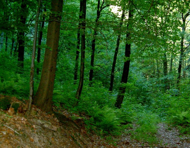 Încă 9323,8 ha de pădure menținute de Romsilva în proprietatea statului