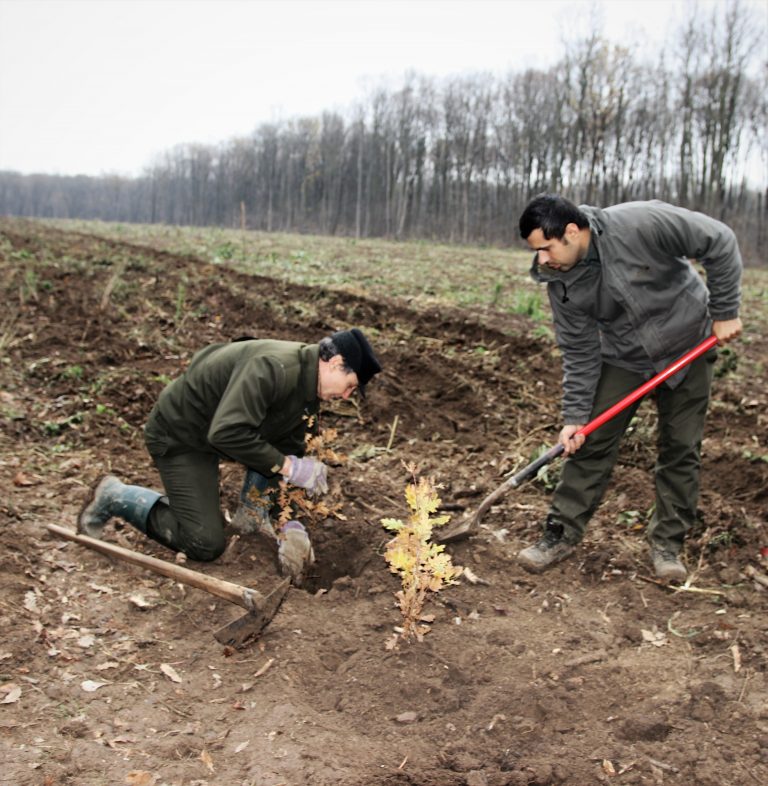 Romsilva: a doua campanie de împăduriri