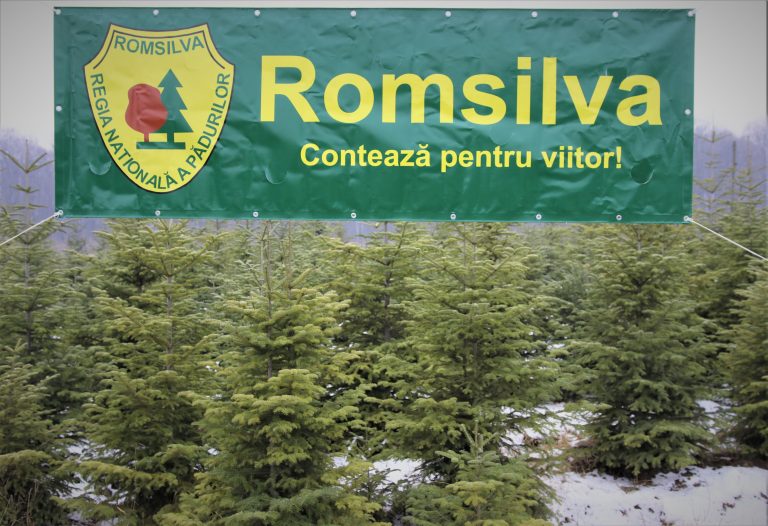 Romsilva pune în vânzare pomi de Crăciun