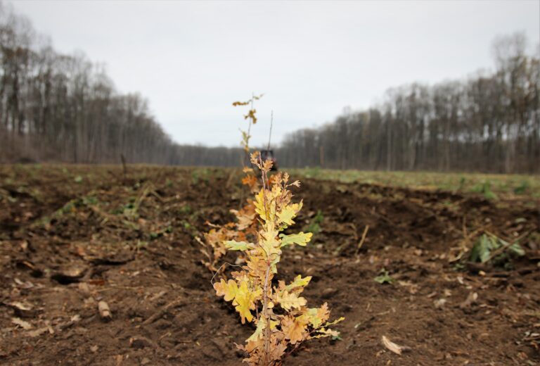 Romsilva: 3,5 milioane de puieți forestieri, împăduriri de toamnă