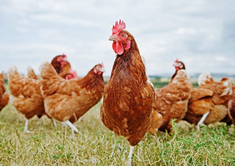 Produse alimentare doar cu ouă de la găini crescute la sol