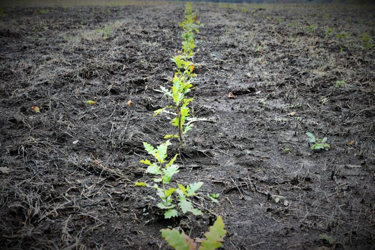 Romsilva deschide Luna Plantării Arborilor