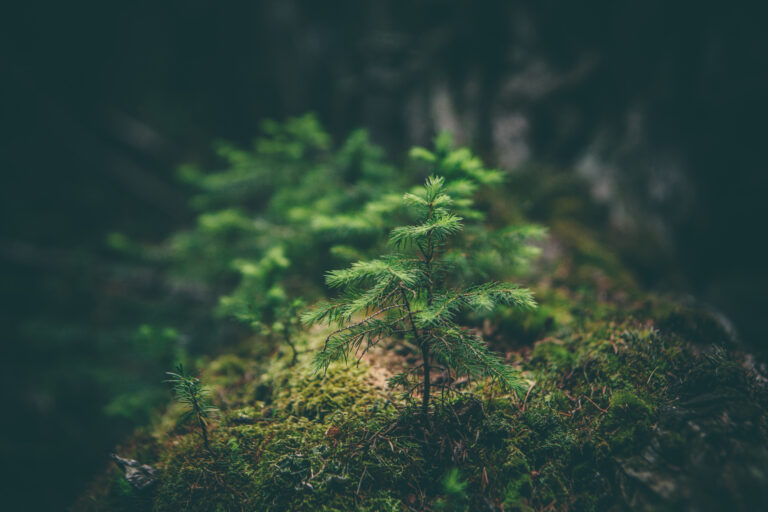 Luna și lunile plantării arborilor