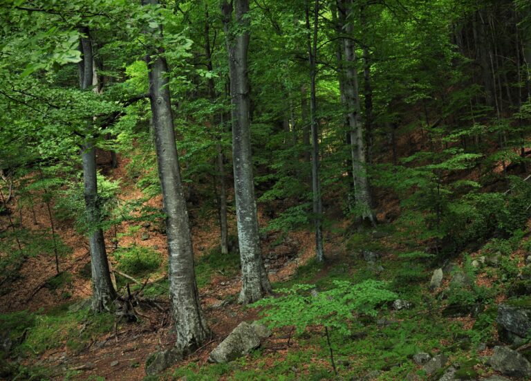 Romsilva a lansat prima ediție a Catalogului de prezentare a sortimentelor de lemn fasonat