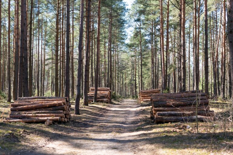 Tăierile ilegale din pădurile României