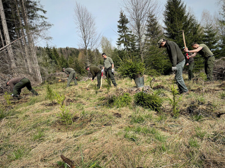 Plantări de arbori pentru un mediu sănătos