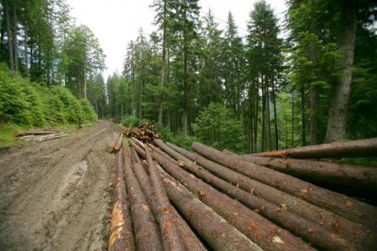 Forumul pădurilor, industriei lemnului și economiei verzi