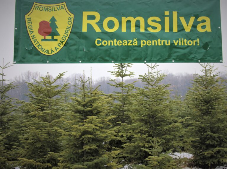 34 mii pomi de Crăciun, puși în vânzare de Romsilva