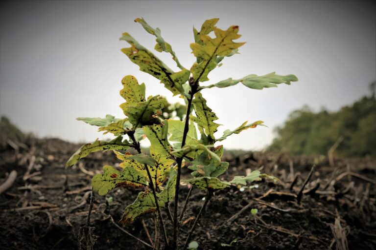 Start în Luna Plantării Arborilor, 15 martie-15 aprilie
