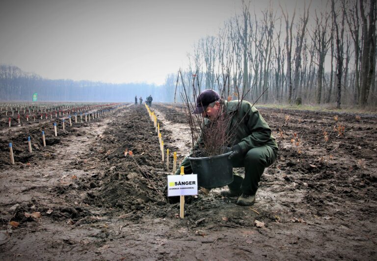 Romsilva plantează 19 milioane de puieți forestieri în campania de primăvară
