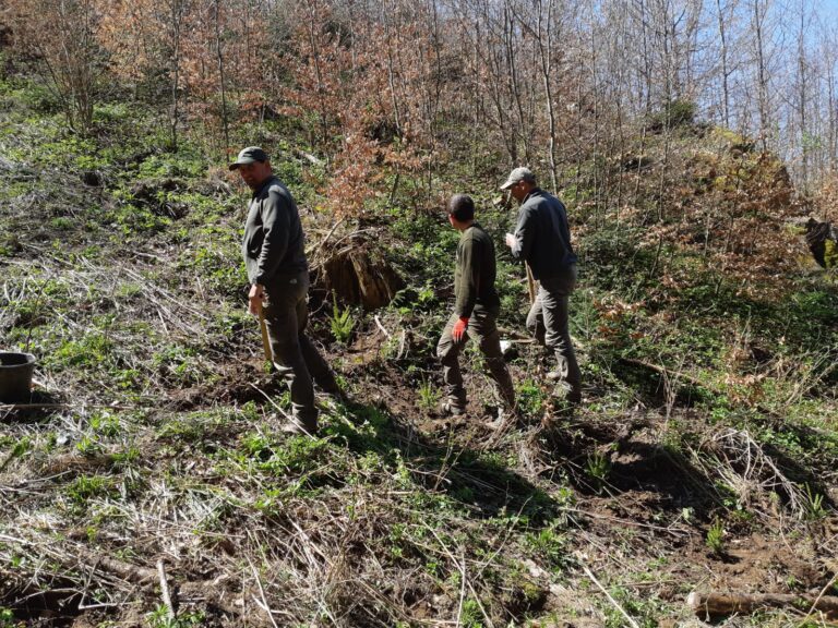 Primă anuală de sechestrare forestieră pentru orice pădure nou înființată