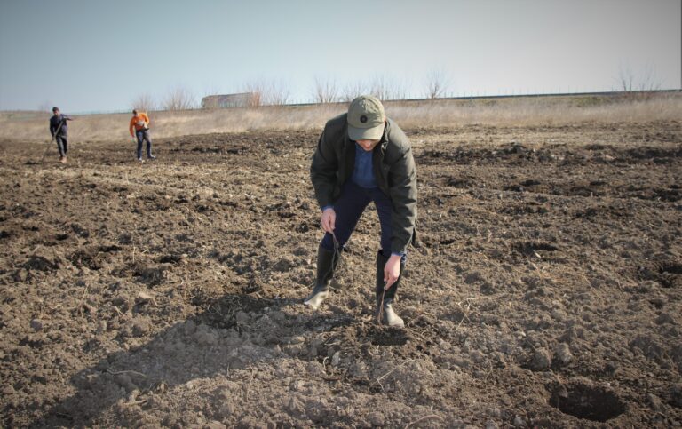 90 ha de perdele forestiere plantate de Romsilva în campania de primăvară pe autostrada A2