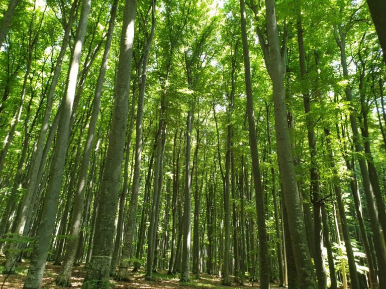 Organizațiile din sectorul lemn determină triplarea alocărilor prin Planul Național Strategic