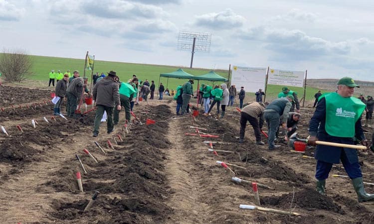 Finanțare pentru perdele forestiere realizate de persoane private