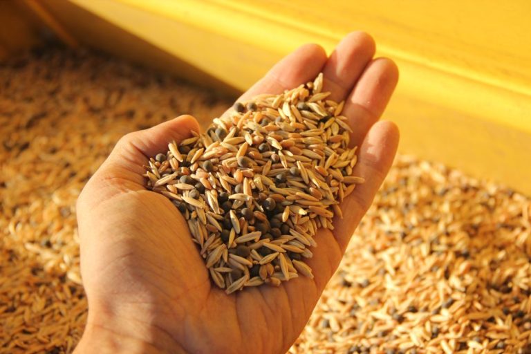 Fermierii, stimulați să-și extindă suprafețele cultivate cu orz de bere