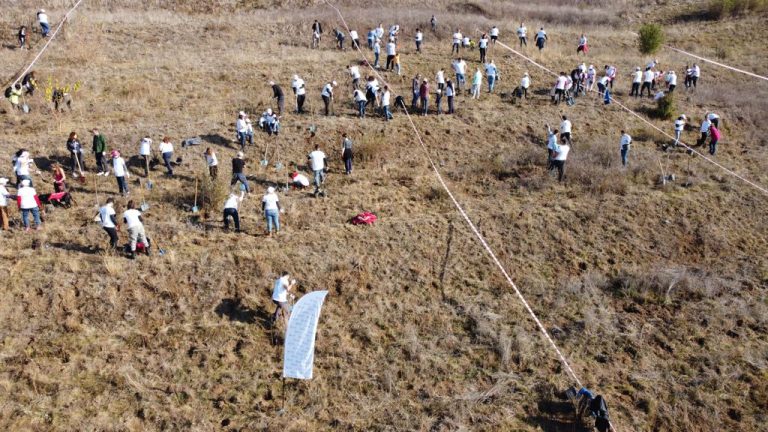 Plantări de puieți în Pădurea de Miere