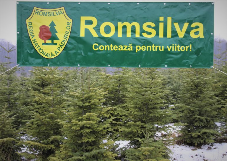 Romsilva pune în vânzare 30 de mii de pomi de Crăciun