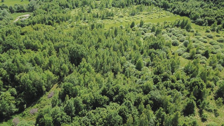 Pădurile de stat, în pericol să ajungă pe mâinile grupurilor de interese