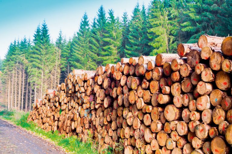 Pericol de blocaj în  punerea pe piață  a masei  lemnoase