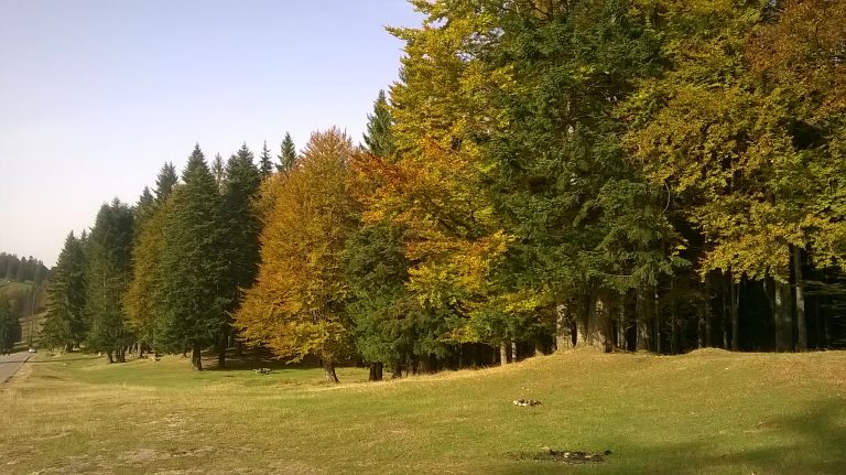 Pericol de înstrăinare a pădurilor proprietate publică a statului