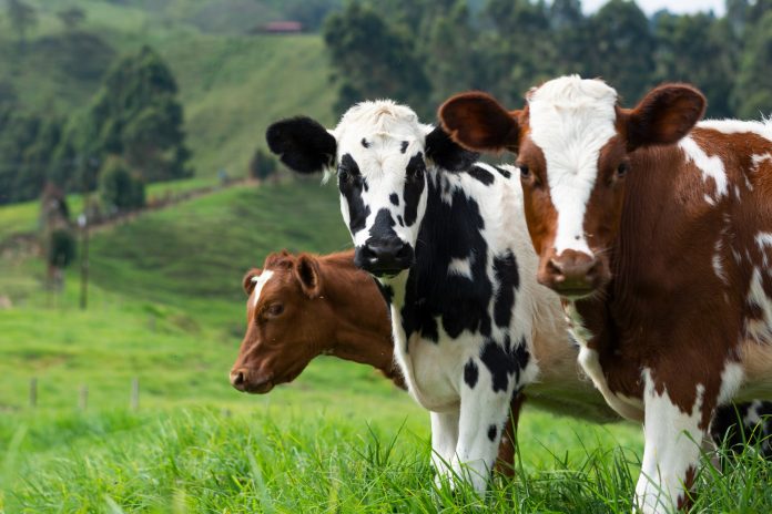 cow, animal, agriculture