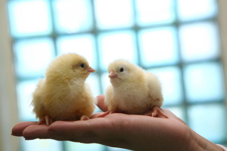 Piața cărnii de pasăre și a ouălor de consum nu va fi afectată de focarul de gripă aviară identificat în țara noastră