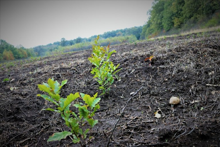 Regia Națională a Pădurilor – Romsilva, de la un an la altul