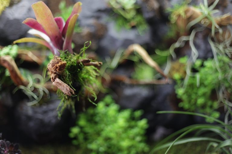 Reptiland, un proiect unic în Europa, aduce jungla amazoniană în Centrul Capitalei