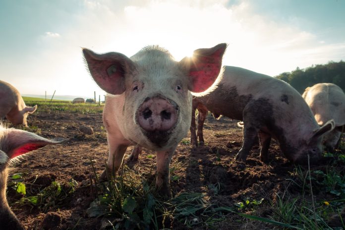 pig, animals, agriculture
