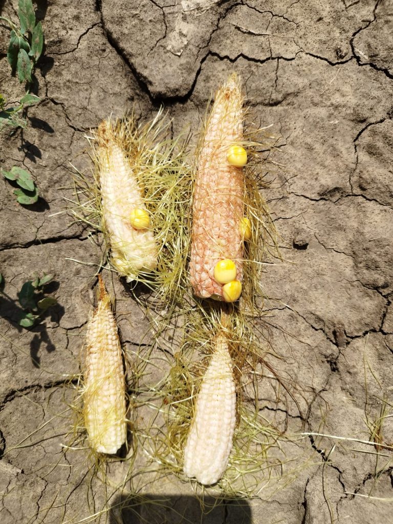 Agra Asigurări: Cum pot fermierii români să-și protejeze culturile de porumb pentru sămânță împotriva riscurilor atmosferice?