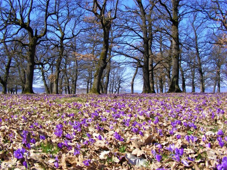 „Nu faceți experimente cu pădurile statului!”