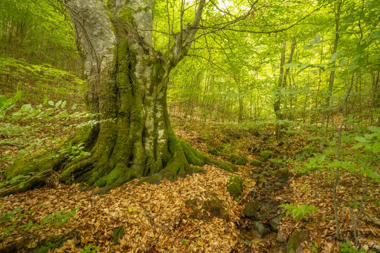 Lansarea campaniei „Pădurea poveștilor nemuritoare”