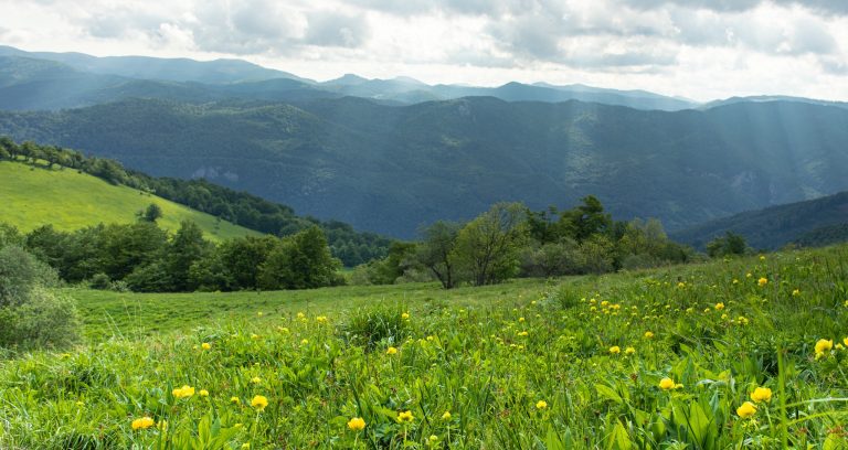 Romsilva – profesionalism în fața provocărilor economice