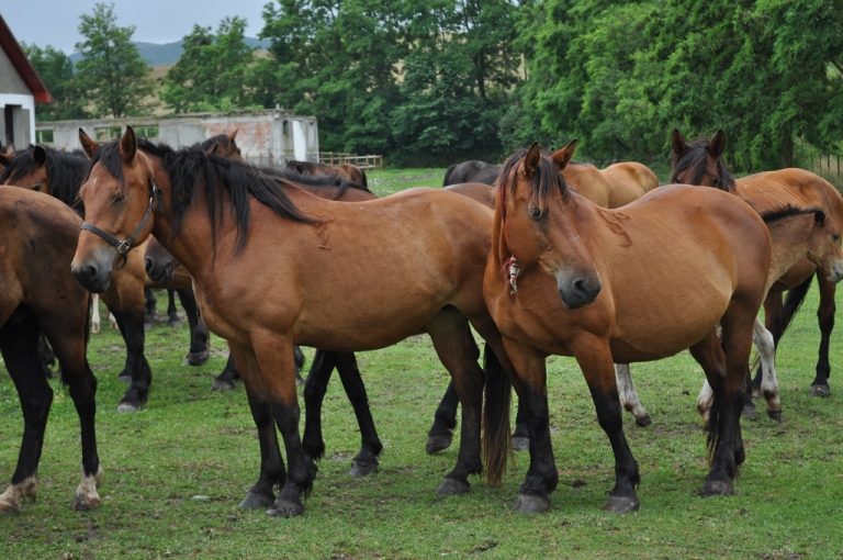 Eveniment ecvestru unic în Europa: Cupa Cavalliada Romsilva 