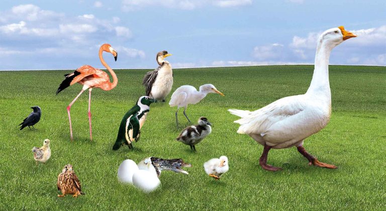 Ce ouă am pus la clocit?