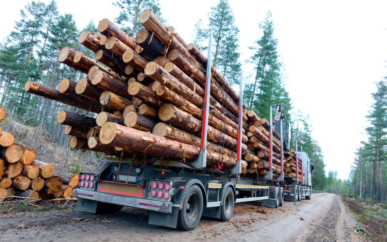 Licitație pentru dezvoltarea sistemului național de monitorizare video a fondului forestier