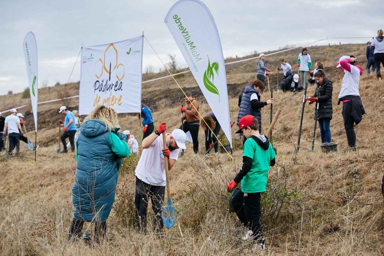 Plantări de salcâm în Pădurea de Miere