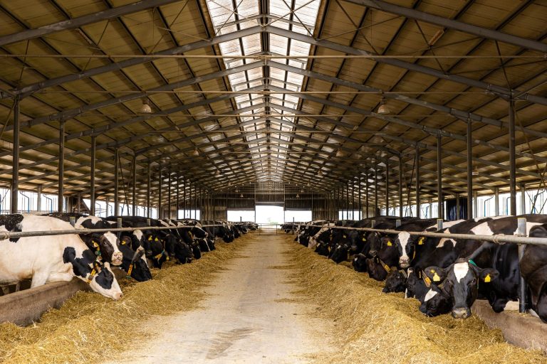 DN AGRAR obține o cifră de afaceri de 116 milioane de lei și dublează profitul net la 22 milioane de lei în primele 9 luni