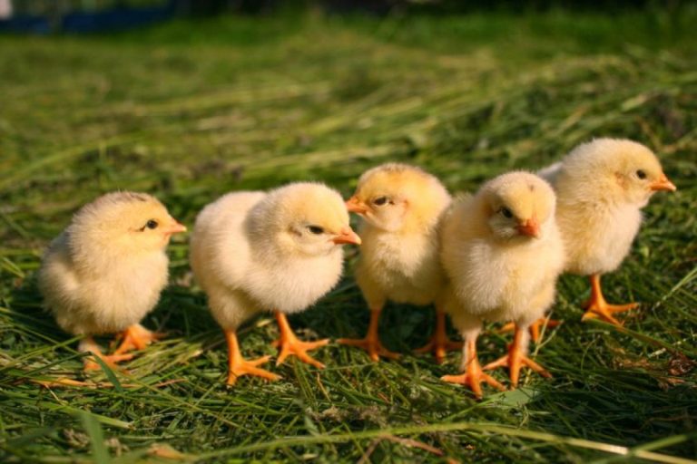 Precizări ale crescătorilor de păsări privind calitatea produselor furnizate de producătorii autohtoni