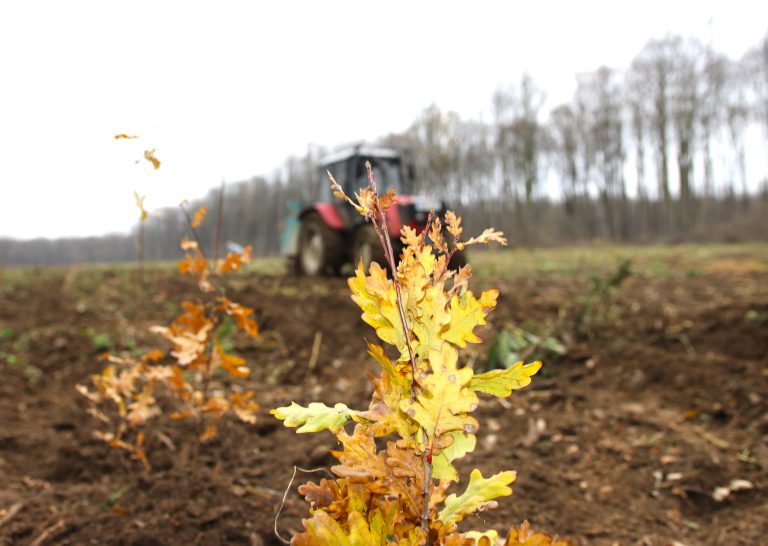 Romsilva plantează 3,6 milioane de puieți forestieri în campania de împăduriri de toamnă 