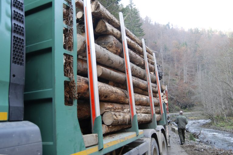 Volumul tăierilor ilegale în pădurile administrate de Romsilva, în scădere