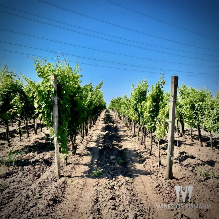 Industria viticolă românească s-a dezvoltat în 2023. Numărul cramelor autohtone a crescut cu peste 10%