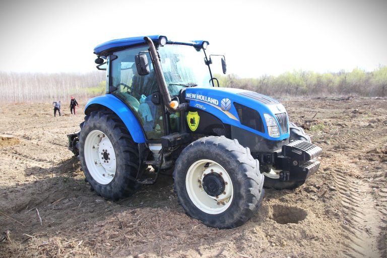 Romsilva plantează în acest an 26 de milioane de puieți forestieri