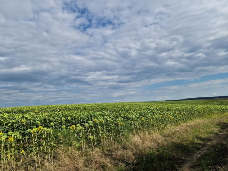 Timiș – în topul județelor cu potențial agricol ridicat